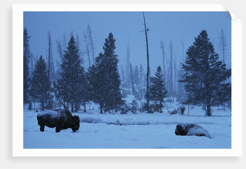 Bison in Snow by Anonymous