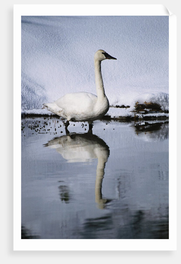Trumpeter Swan in Shallow Water by Anonymous