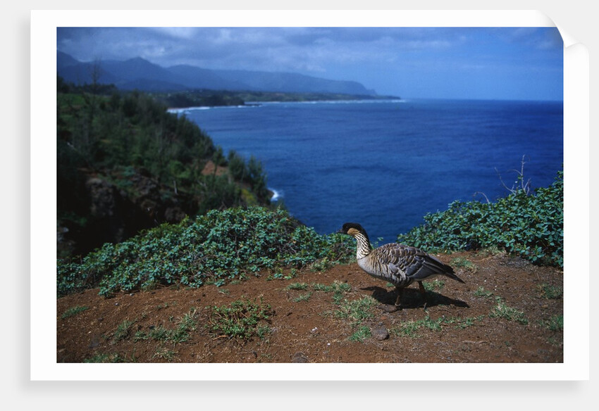 Nene Goose Walking Along the Coast by Anonymous