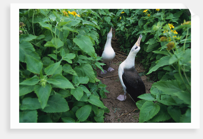 Laysan Albatross Courting by Anonymous