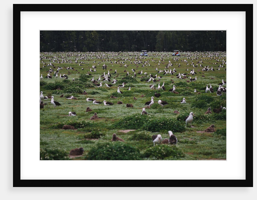Laysan Albatross Nesting Grounds by Anonymous