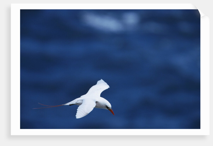 Red-Tailed Tropicbird Flying by Anonymous
