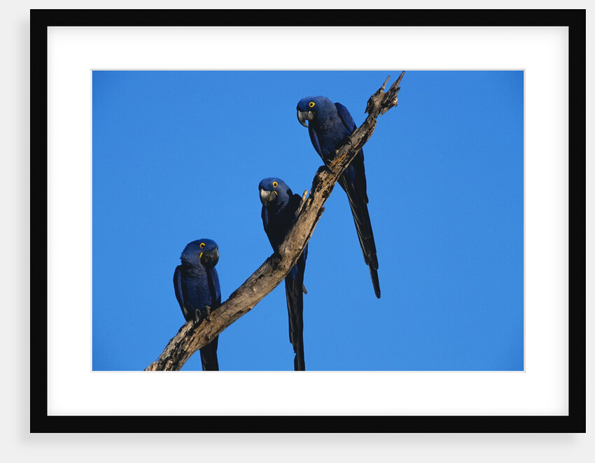 Hyacinth Macaws Sitting on a Branch by Anonymous
