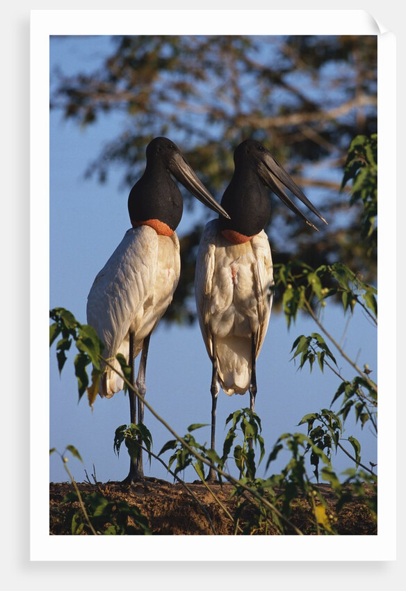 Jabiru Storks by Anonymous