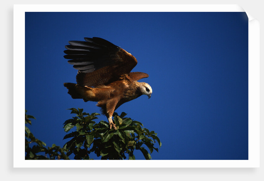 Black-Collared Hawk by Anonymous
