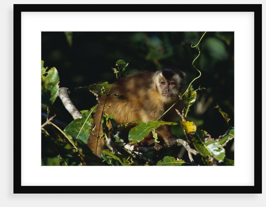 Black-Capped Capuchin by Anonymous