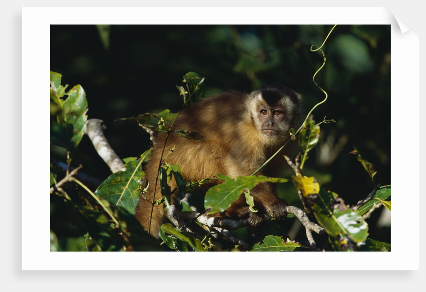 Black-Capped Capuchin by Anonymous