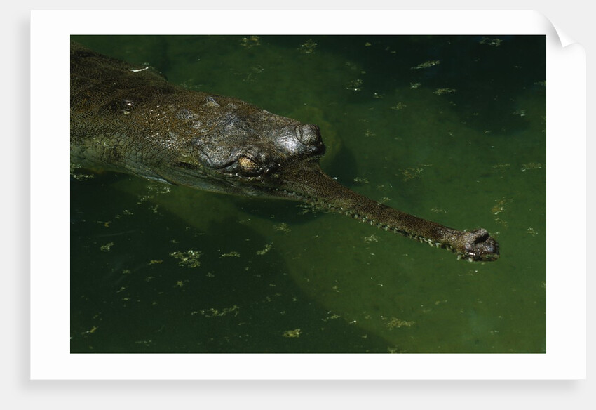 Gavial at a Gator Farm by Anonymous
