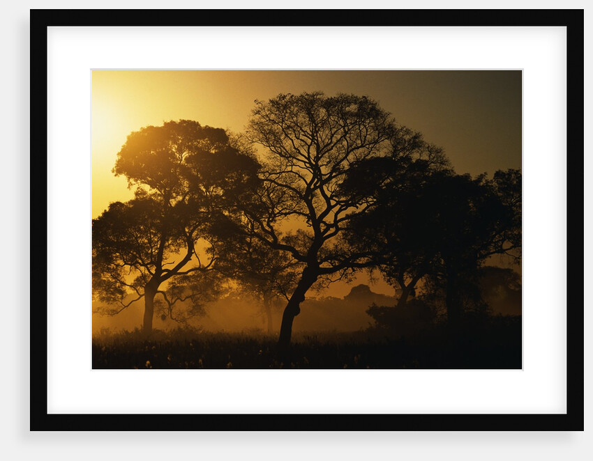 Tree Silhouettes by Anonymous