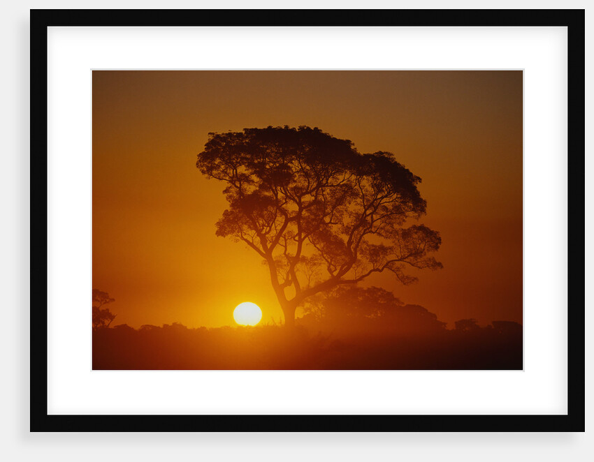 Tree Silhouette by Anonymous
