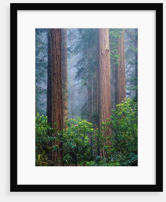 Rhododendrons and Redwoods by Anonymous
