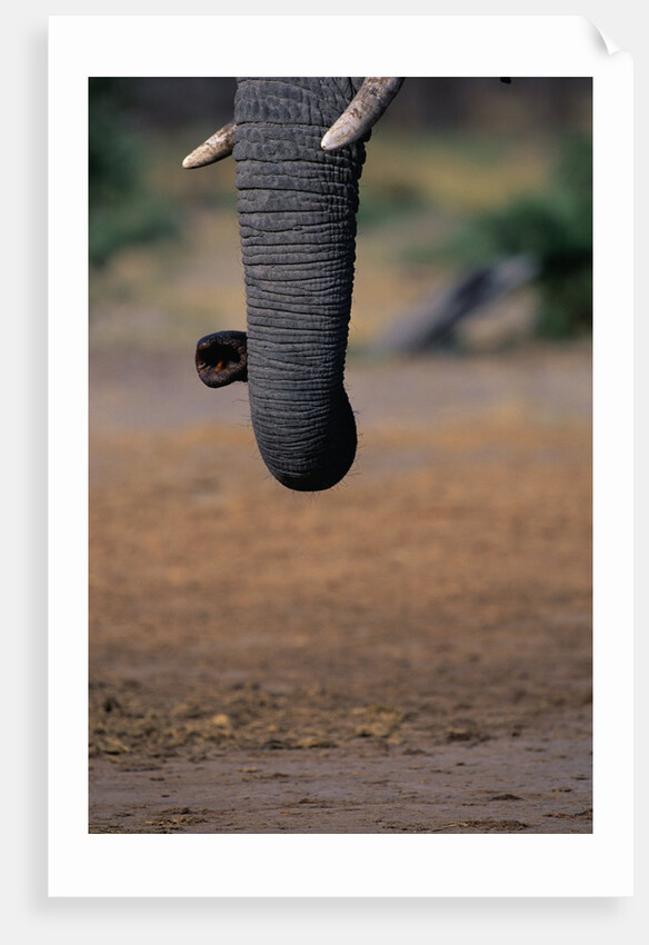 Elephant's Trunk by Anonymous