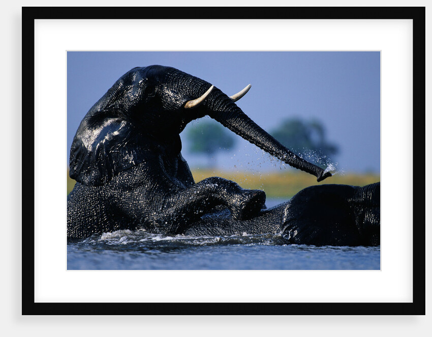 African Elephants Playing in River by Anonymous