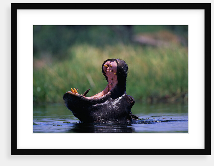 A Hippopotamus Yawning by Anonymous