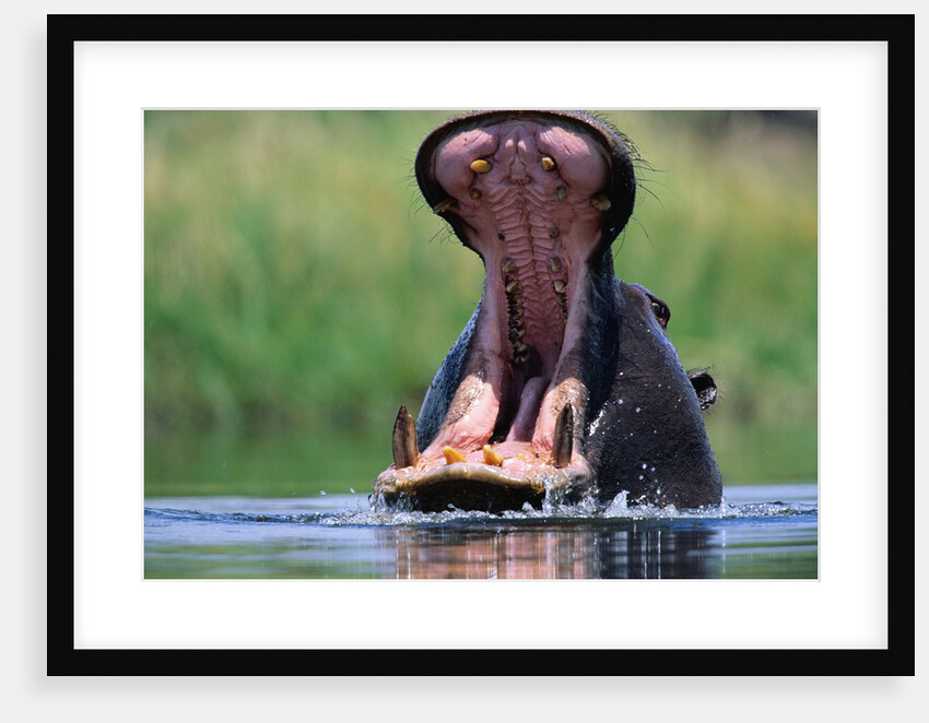 A Hippopotamus Yawning by Anonymous
