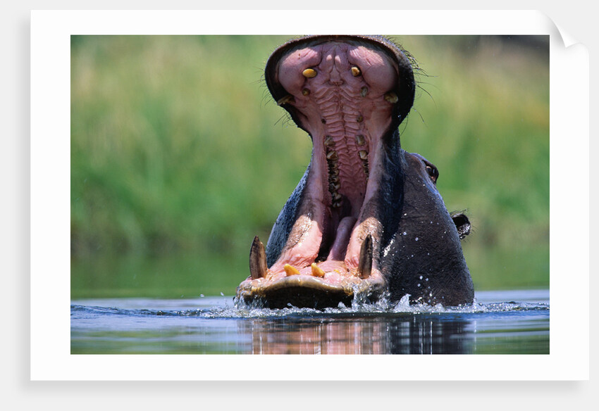 A Hippopotamus Yawning by Anonymous