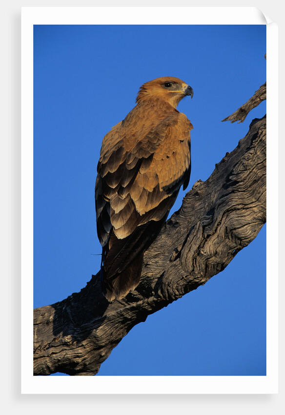 Tawny Eagle Perching on Branch by Anonymous