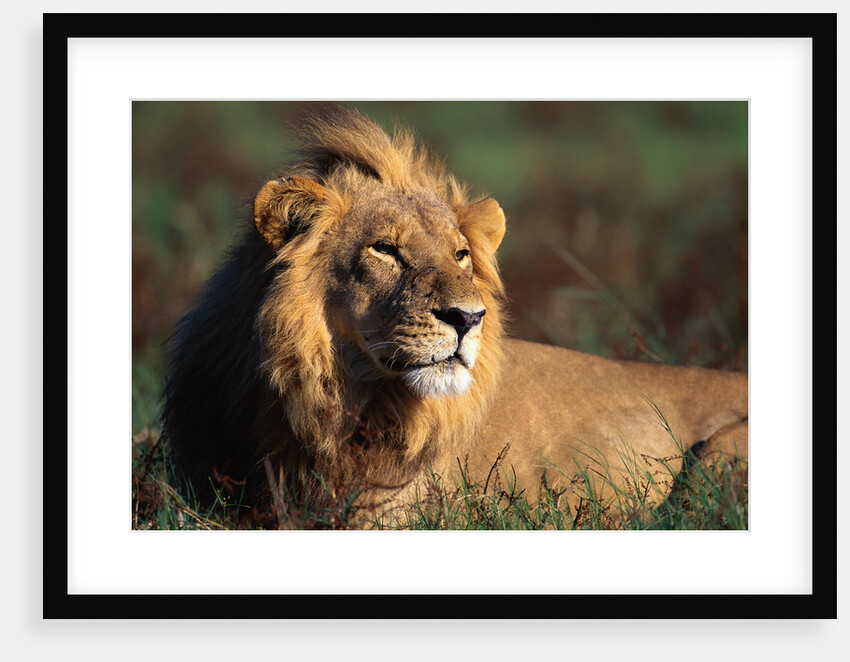 Male Lion Resting by Anonymous