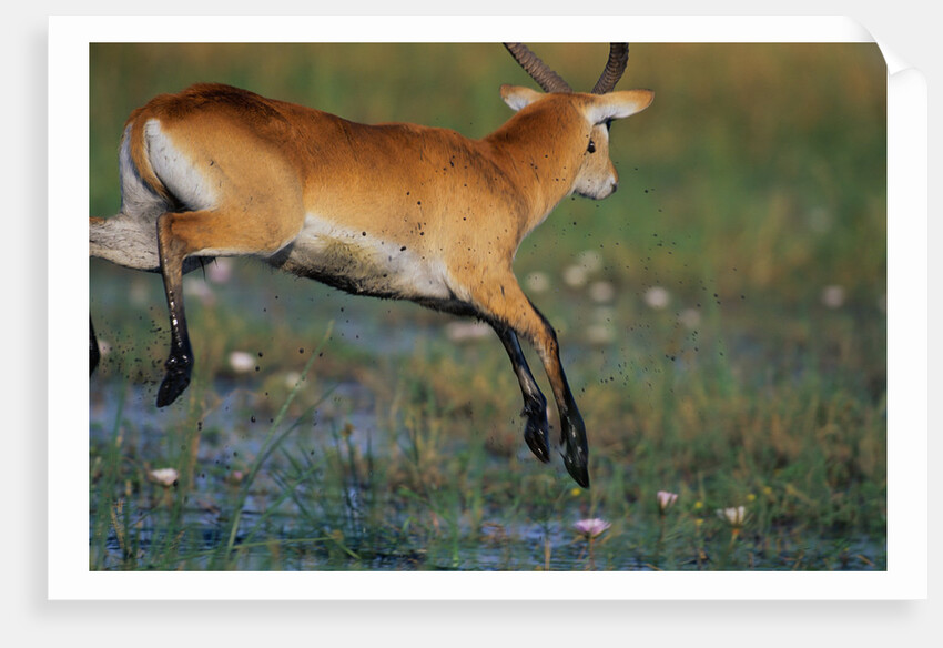 Lechwe Leaping Through Marsh by Anonymous