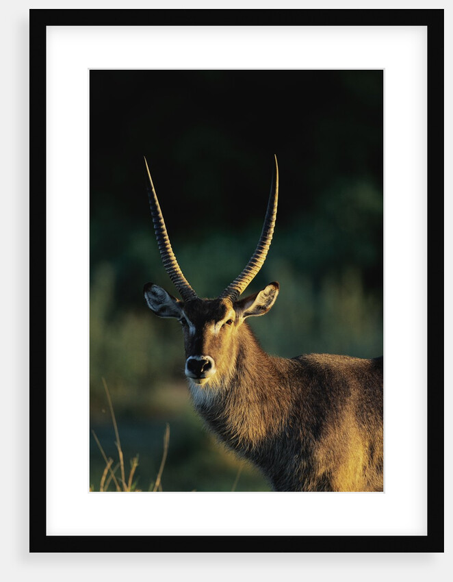 Waterbuck in Morning Sunlight by Anonymous