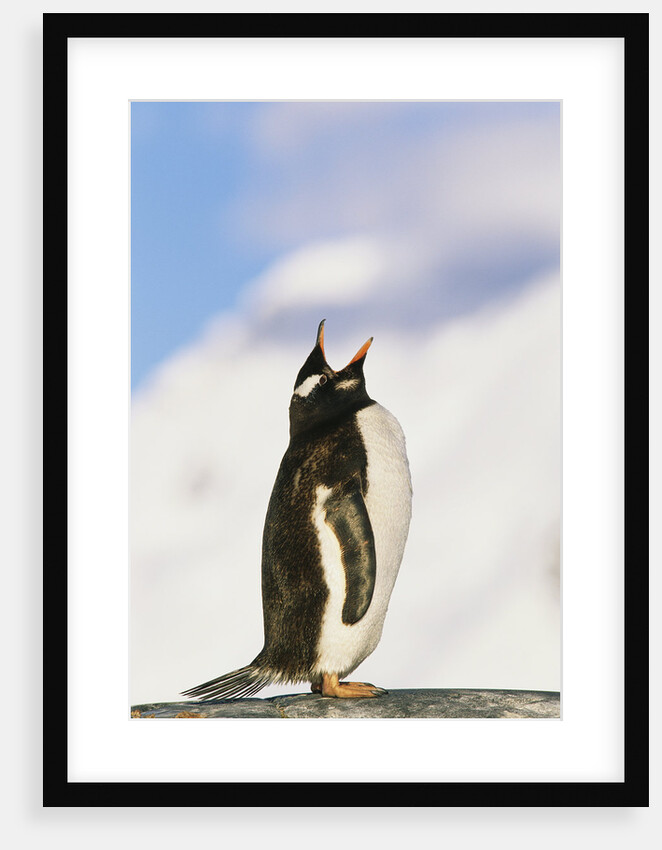 Gentoo Penguin by Anonymous
