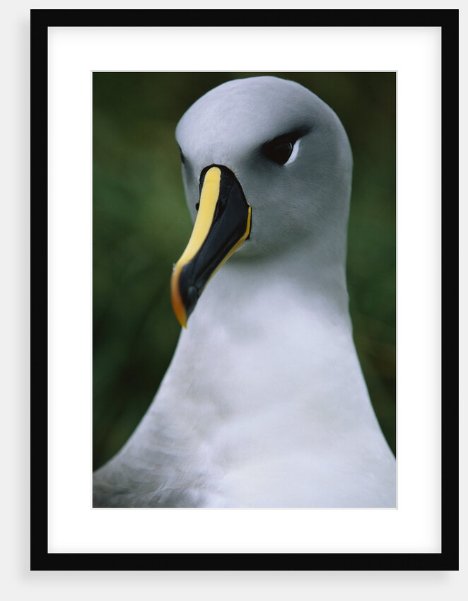Gray-Headed Albatross by Anonymous