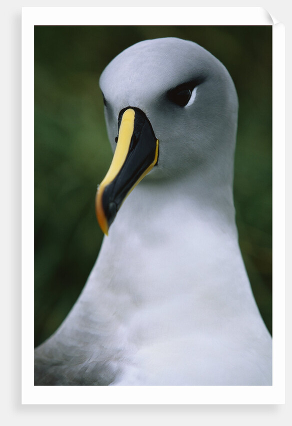 Gray-Headed Albatross by Anonymous
