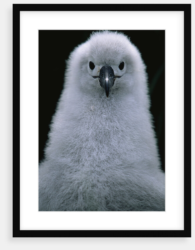 Gray-Headed Albatross Chick by Anonymous