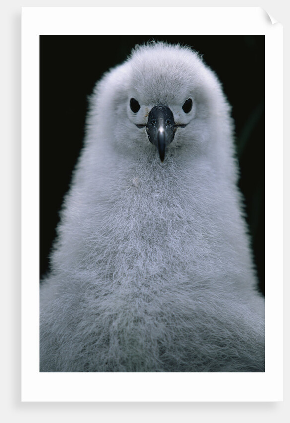 Gray-Headed Albatross Chick by Anonymous
