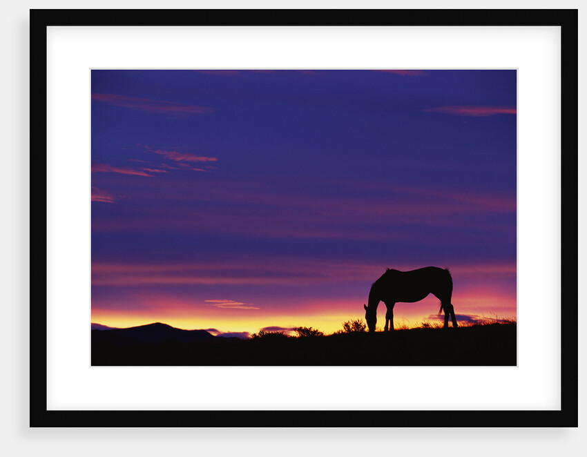 Horse Silhouette at Sunset by Anonymous