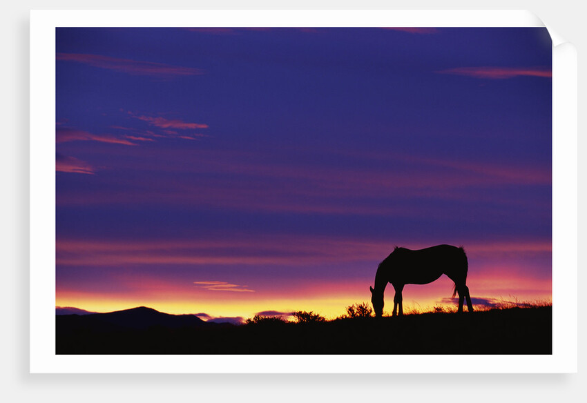 Horse Silhouette at Sunset by Anonymous