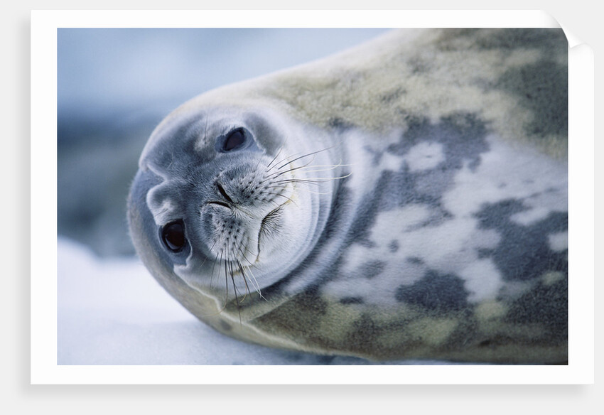 Weddell Seal by Anonymous