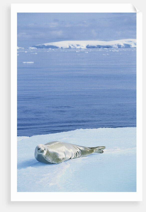 Weddell Seal Resting on Iceberg by Anonymous