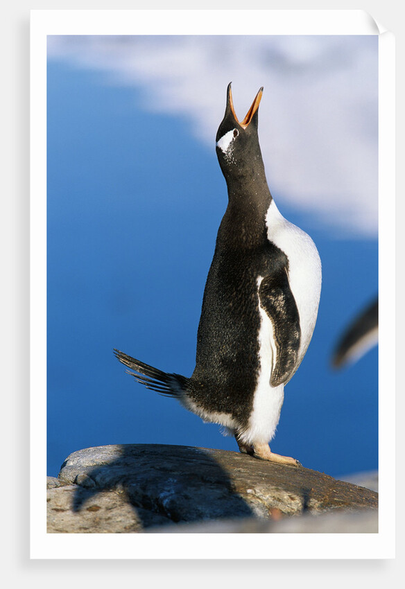 Gentoo Penguin Calling by Anonymous