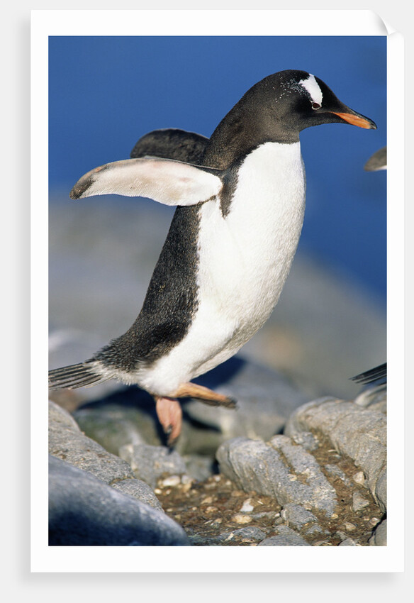 Gentoo Penguin Stretching Wings by Anonymous