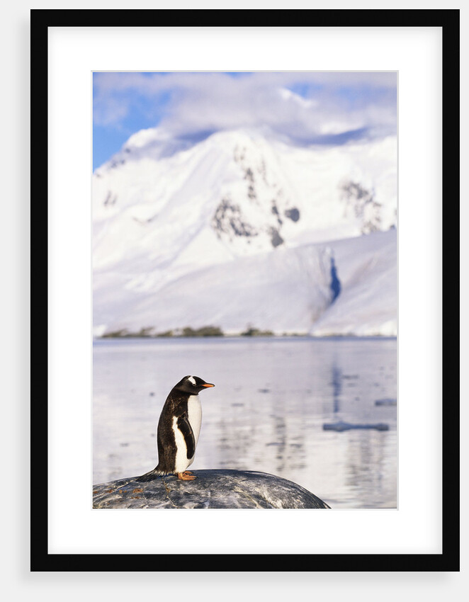 Gentoo Penguin by Anonymous