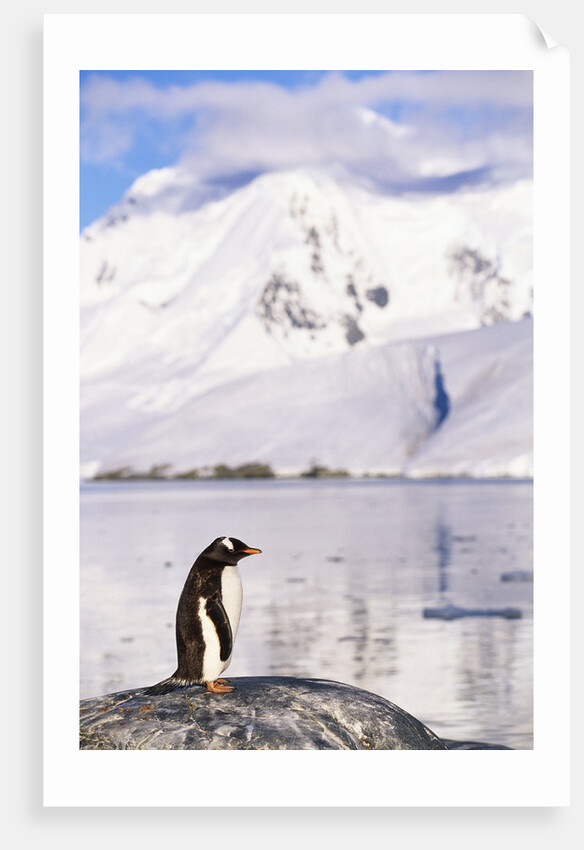 Gentoo Penguin by Anonymous