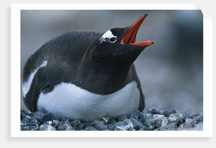 Gentoo Penguin Sitting on Nest by Anonymous