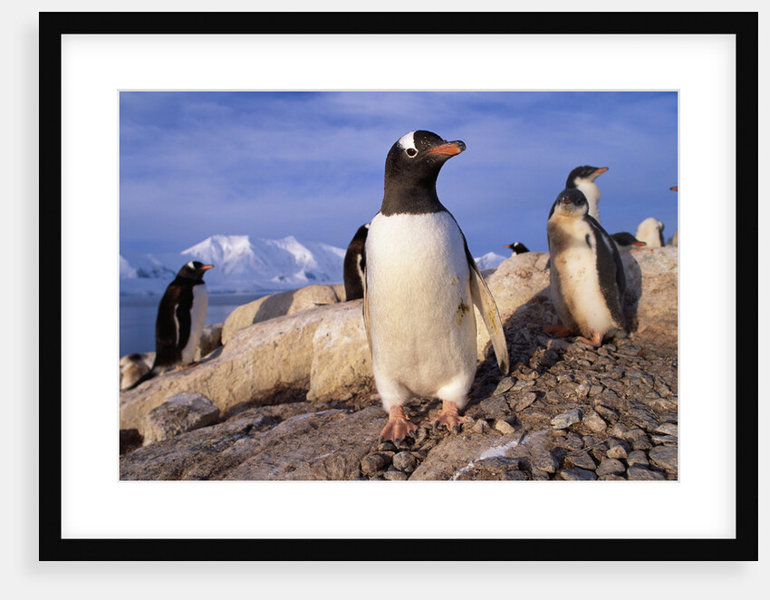 Gentoo Penguins by Anonymous