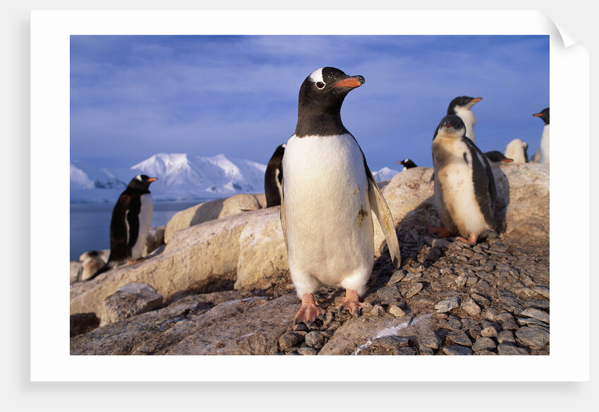 Gentoo Penguins by Anonymous