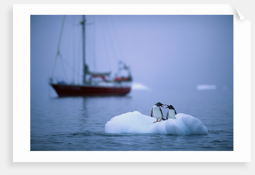 Gentoo Penguins Perching on Small Iceberg by Anonymous