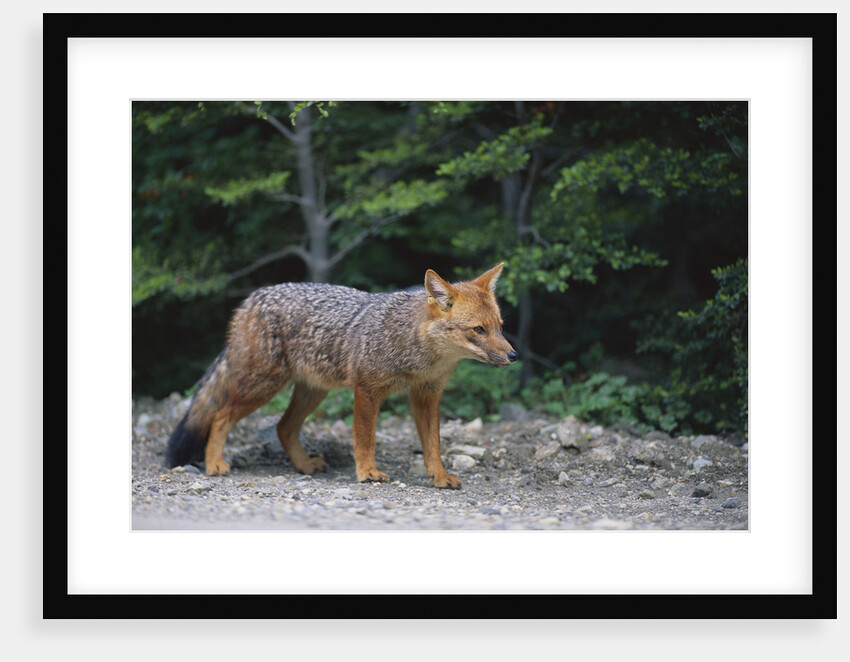 Patagonian Culpeo Fox Being Cautious by Anonymous