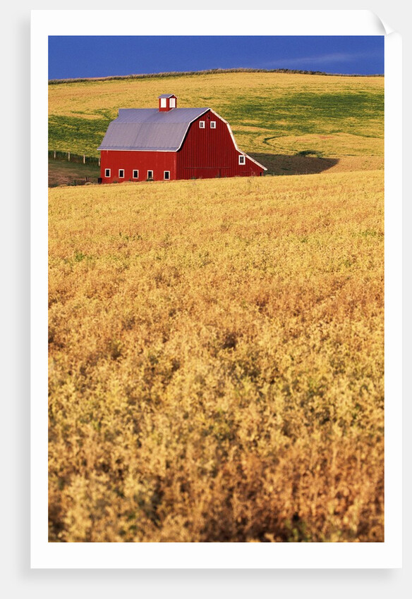 Red Barn on Rolling Hills by Anonymous
