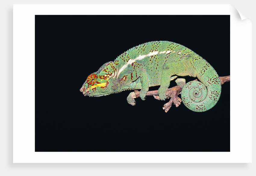 Panther Chameleon Clinging to Branch by Anonymous