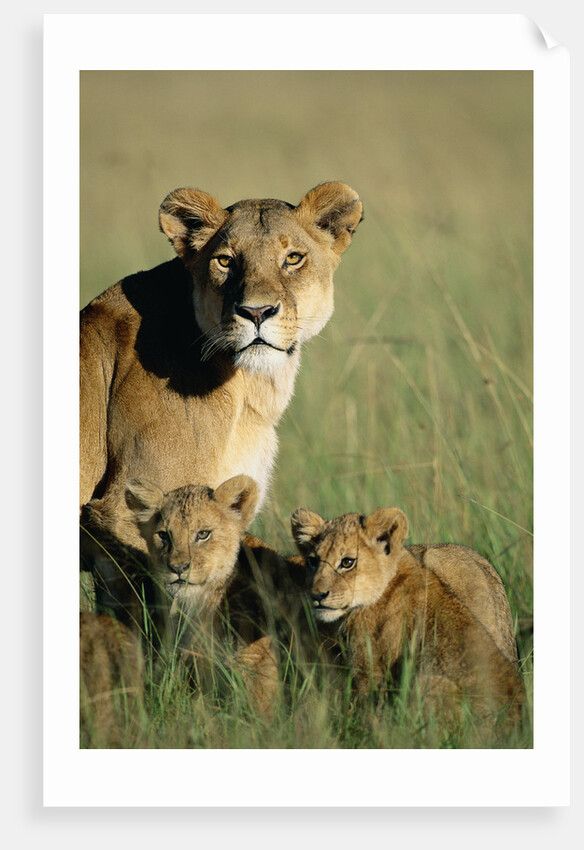 Lioness Sitting with Cubs by Anonymous