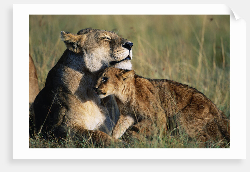 Lioness and Cub Resting on the Savanna by Anonymous