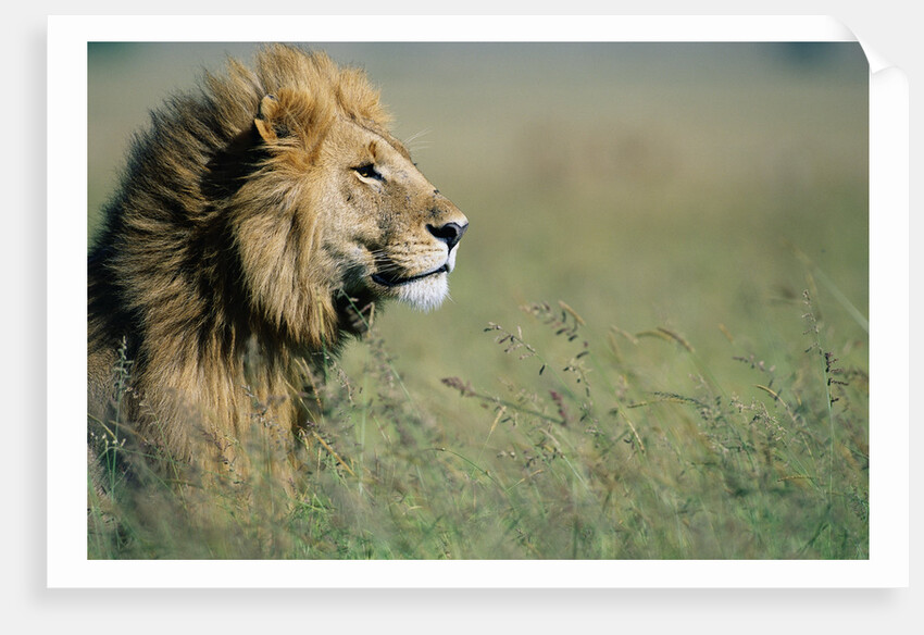 Male Lion in Tall Grass by Anonymous