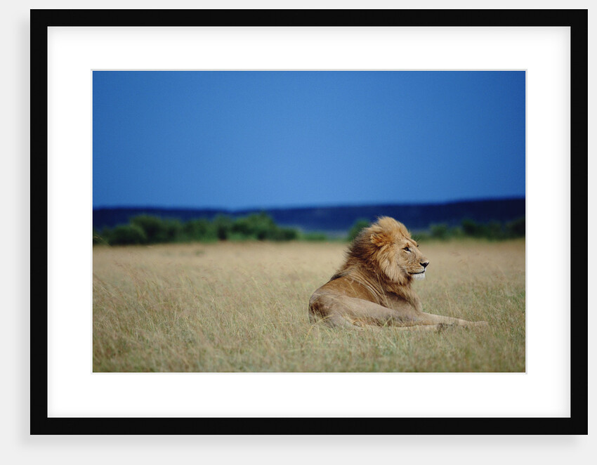 Male Lion Resting on Savanna by Anonymous