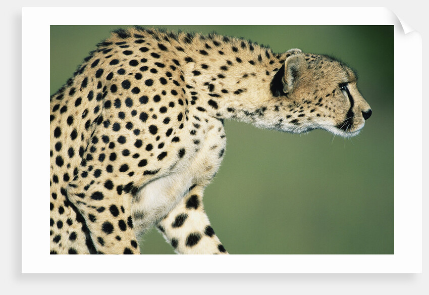 Alert Cheetah by Anonymous