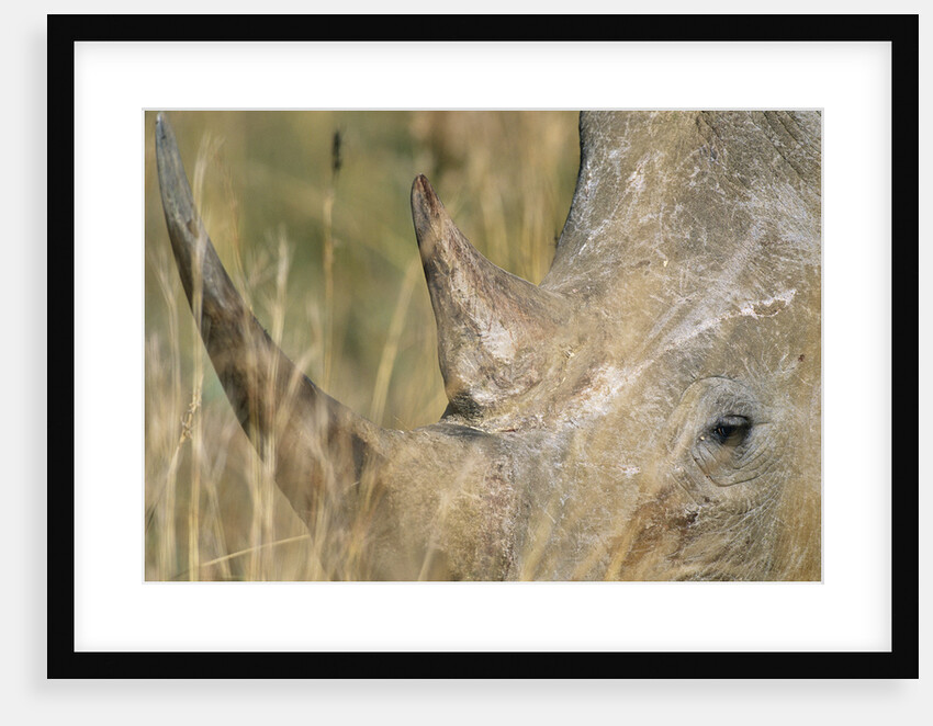 White Rhinoceros by Anonymous